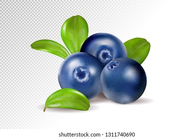 Blueberries on transparent background. Quality realistic vector, 3d illustration