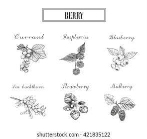 Blueberries, raspberries, currants, sea buckthorn, strawberries and mulberries vector illustration. Set of berries sketch.