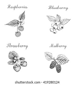 Blueberries, raspberries, strawberries and mulberries vector illustration. Set of berries skech. berries eps/ berries vector/ berries skech/  berries/  berries illustration/ berries set/ berries eps10