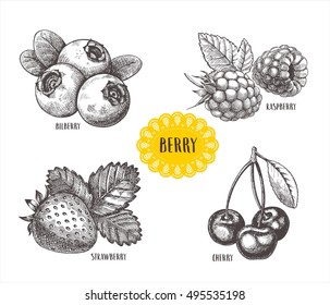 Blueberries, raspberries, strawberries and mulberries vector illustration. Set of berries skech.