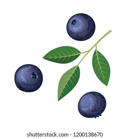 Blueberries Set of elements. Vector illustration on white background.