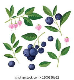 Blueberries Set of elements. Vector illustration on white background.