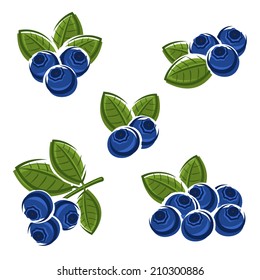 Blueberries set. Vector 