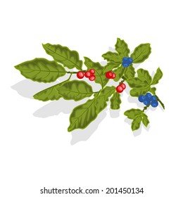 Blueberries twig with leaves and berries vector illustration