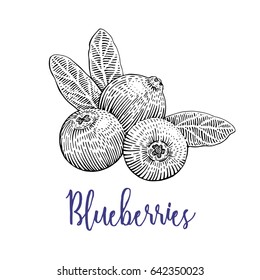 Blueberries vector drawing. Isolated Blueberries engraved