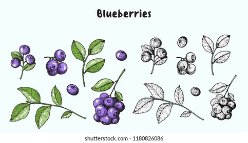 Blueberries. Vector illustration collection. Hand drawn berries. Sketch illustration. Vintage style design. Organic food, healthy food. 