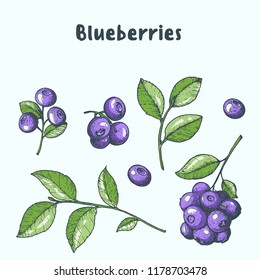 Blueberries vector illustration. Hand drawn berries. Vintage style design. Organic food, healthy food.