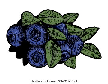 Ilustración vectorial Blueberries. Aislado sobre fondo blanco.
