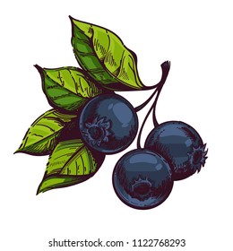 Blueberries. Vector illustration in sketch style isolated on white background for packaging design, labels and much more.