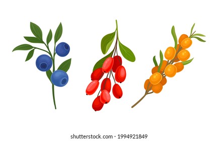 Blueberry and Barberry Branch with Berries and Green Fibrous Leaves Vector Set