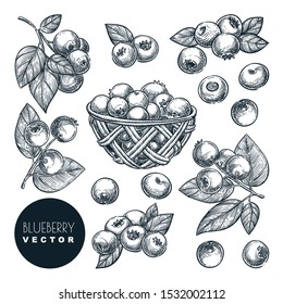 Blueberry berries sketch vector illustration. Bog whortleberry harvest in wooden basket. Hand drawn agriculture and farm isolated design elements.