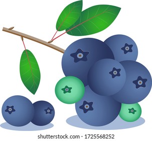 blueberry berries vector image branch with leaves