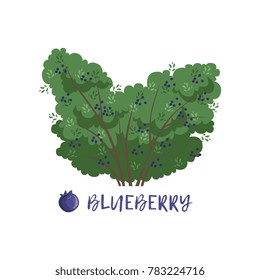 Blueberry berry bush with name vector Illustration