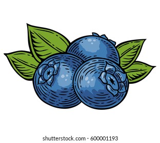 Blueberry Berry, Fruit, Leaf, Plant. Superfood Organic Berry. Engraved Hand Drawn Illustration In Retro Vector Vintage Style. Blue Berry Isolated On White Background.