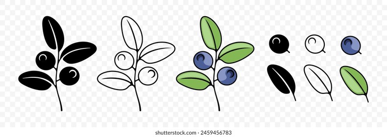 Blueberry, bilberry, huckleberry and whortleberry, graphic design. Berries, hurtleberry, blaeberry, food and nature, vector design and illustration