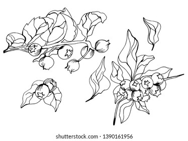 Blueberry black and white ink art. Vector illustration element-Vector file
