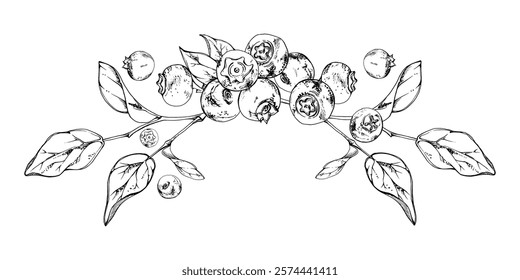 Blueberry blackberry bunch with plant leaves on branch, hand drawn in ink vector, ripe forest berry. Isolated garland botanical illustration, for restaurant, dessert cafe menu, wedding, farmers market