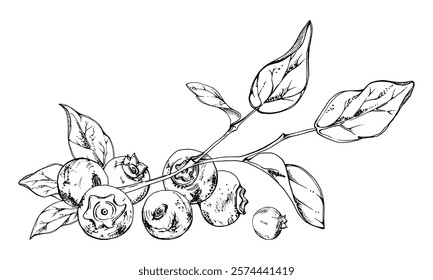 Blueberry blackberry cluster group with plant leaves on branch, ripe forest berry hand drawn in ink vector. Isolated botanical illustration, for restaurant, dessert cafe menu, wedding, farmers market