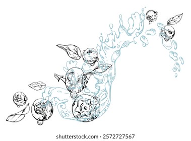 Blueberry blackberry flying in water splash with plant leaves and drops, hand drawn in ink vector, ripe summer forest berry. Isolated illustration, for restaurant, cafe menu, wedding, farmers market