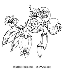 Blueberry blackberry with line white bell flowers, ripe forest berry cluster bunch, hand drawn in ink vector. Buttonhole isolated botanical illustration. Restaurant, dessert cafe menu, farmers market