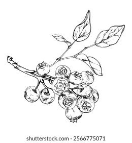 Blueberry blackberry with plant leaves on branch, cluster group hand drawn in ink vector, ripe forest berry. Isolated botanical illustration, for restaurant, dessert cafe menu, wedding, farmers market