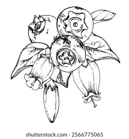 Blueberry blackberry with white line bell flowers, hand drawn in ink vector, ripe forest berry cluster bunch. Boutonniere isolated botanical illustration. Restaurant, dessert cafe menu, farmers market