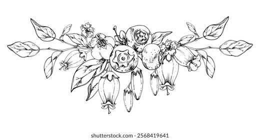 Blueberry blackberry with white line bell flowers, hand drawn in ink vector, ripe forest berry bunch on branches. Isolated botanical garland illustration. Restaurant, dessert cafe menu, farmers market