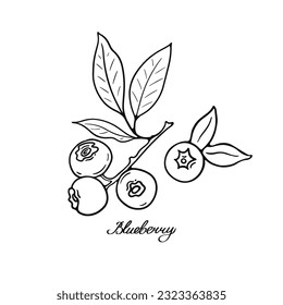 Blueberry. Blck and white berries. Hand-drawn flat image. Vector illustration on a white background.