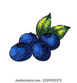 blueberry blue forest hand drawn. bilberry berry, fruit fresh, leaf huckleberry, organic wild, top view blueberry blue forest vector sketch. isolated color illustration