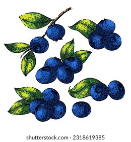 blueberry blue set hand drawn. bilberry berry, fruit fresh, leaf huckleberry, organic wild, top view blueberry blue vector sketch. isolated color illustration