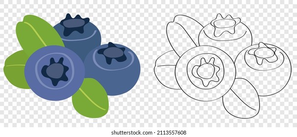 Blueberry is a blue sweet berry with vitamin C, flat cartoon vector illustration, doodle coloring book for children. Product for lowering the glycemic index, vegetarian food.