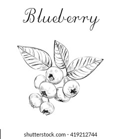 Blueberry. Blueberry. Blueberries Sketch Vector Illustration. Blueberries. Blueberry. Blueberry