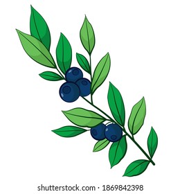 Blueberry branch with berries; vector illustration for home decor, menu, stickers, etc.