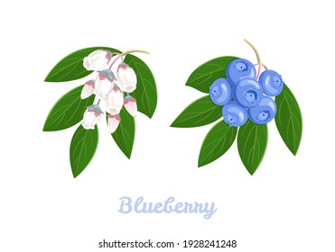 Blueberry branch with berry and flowers isolated on white background. Vector illustration of wild berries in cartoon flat style.  Bog whortleberry blossom.