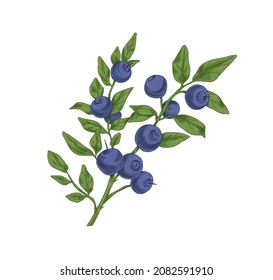 Blueberry branch with fresh ripe bilberries and leaves. Vintage botanical drawing of wild wimberry drawn in retro style. Forest fruit plant. Realistic vector illustration isolated on white background