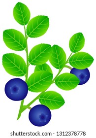 Blueberry branch with green leaves on a white background.