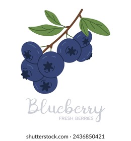 Blueberry branch. Hand drawn ripe blue berries, forest or garden blueberries flat vector illustration. Edible berries with caption