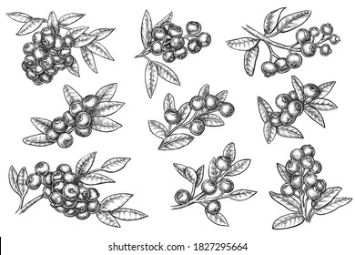 Blueberry branch МУСЕЩК ink hand drawn monochrome sketch. Vector blueberry medical nutrient product with fruity favor doodle illustration. Super food botanic isolated set