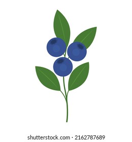 Blueberry branch isolated on white background. Bilberries, European blueberries, whortleberry or blaeberry twig icon for package design. Vector fruit illustration in flat style.
