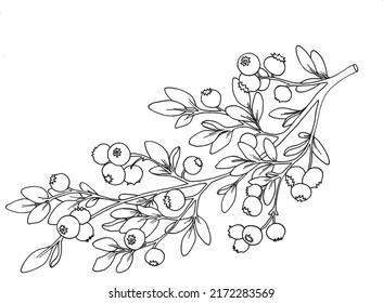 Blueberry branch. Line art vector illustration. Isolated on a white background. For your design. Suitable for cookbooks, recipes, aprons, kitchen accessories, stickers, dishes, food packs.