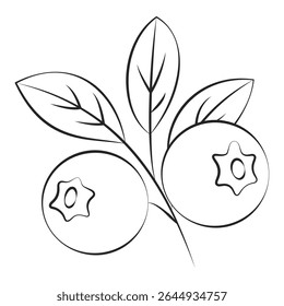 Blueberry branch line illustration. Minimal botanical drawing
