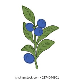 Blueberry branch minimalistic flat and line style. Vector sprig of blueberries with leaves and berries