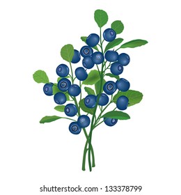 Blueberry branch. Ripe berry with leaves. Vector illustration.