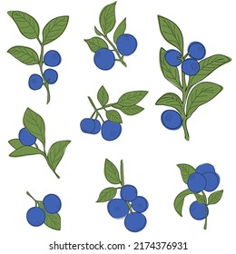 Blueberry branch set minimalistic flat and line style. Vector sprig of blueberries with leaves and berries