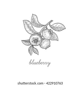 Blueberry branch. Vector plant berries isolated on white background. Design for package of health and beauty natural products. Style Vintage engraving. Black ink drawing.