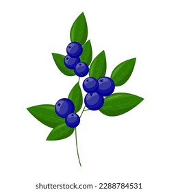 Blueberry branch. For your design. for pattern, badge, label, textile etc. Summer fruits for healthy lifestyle. Organic fruit. Cartoon style. Vector illustration.