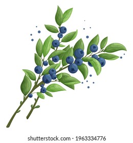 Blueberry branches with green leaves and berries isolated on white background. Fresh healthy organic plants. Modern design for card, package, logo, web or print. Vector illustration.