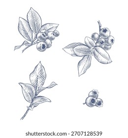 Blueberry branches. Hand drawn botanical vector illustration in engraving style

