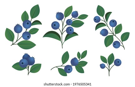 Blueberry branches isolated on white background. Plant elements for design. 