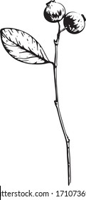 dibujo vectorial de la silueta de brunch arándano 
